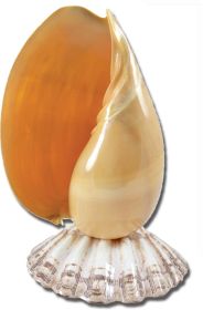 Melon Seashell on Lion's Paw Shell Base Night Light