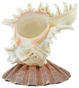 Murex Seashell on Lion's Paw Shell Base Night Light