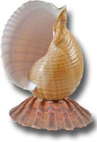 Tonna Seahell on Lion's Paw Shell Base Night Light